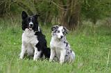 BORDER COLLIE 1575